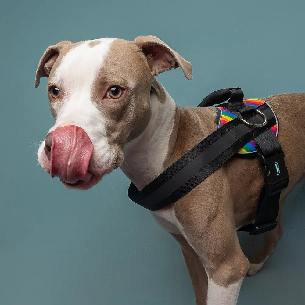 🐕Buy 1, get 1 free!🔥No-Pull Dog Harness with 13 Custom Nametags, Emergency Handle & 360° Reflective Stri