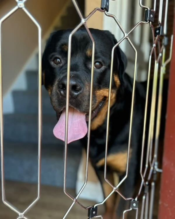 47" Steel Pet Gate – No-Drill 3M Adhesive, Fits Doors & Stairs 🐾🚪