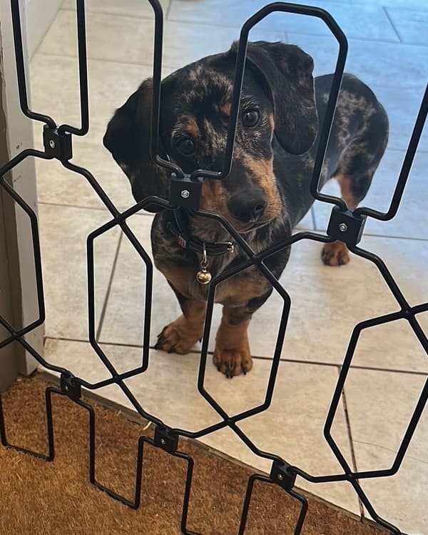 47" Steel Pet Gate – No-Drill 3M Adhesive, Fits Doors & Stairs 🐾🚪