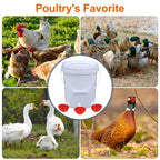 35& 50 pcs Automatic Poultry Waterer Cups – Gravity-Fed, Leak-Proof 🐔💧