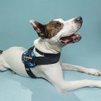 🐕Buy 1, get 1 free!🔥No-Pull Dog Harness with 13 Custom Nametags, Emergency Handle & 360° Reflective Stri
