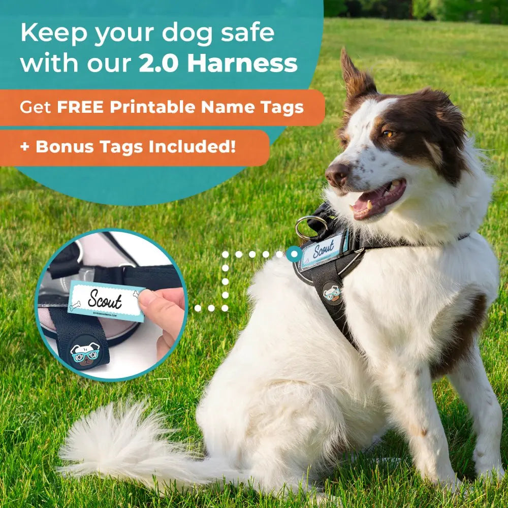 🐕Buy 1, get 1 free!🔥No-Pull Dog Harness with 13 Custom Nametags, Emergency Handle & 360° Reflective Stri