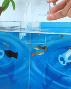 Aquarium Feeding Ring &Tray – Keep Food in Place, Filter Clean 🐟🍽️