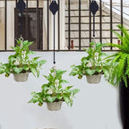 Retractable Pulley Plant Hanger – Easy Lift for 10kg Baskets 🌿🪂