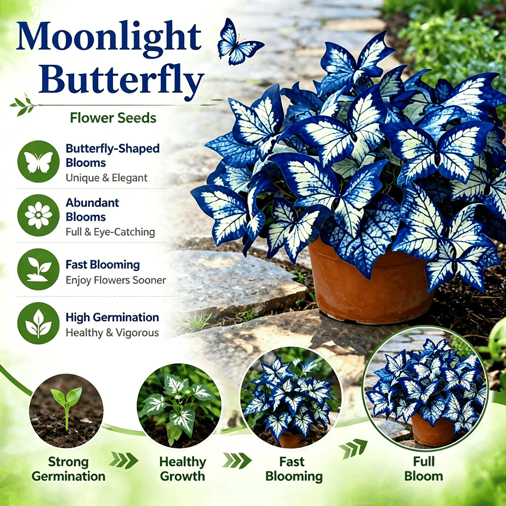 Moonlight Butterfly Flower Seeds – 3000+ Heirloom, 3‑Month Bloom 🦋🌼