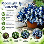 Moonlight Butterfly Flower Seeds – 3000+ Heirloom, 3‑Month Bloom 🦋🌼