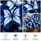 Moonlight Butterfly Flower Seeds – 3000+ Heirloom, 3‑Month Bloom 🦋🌼