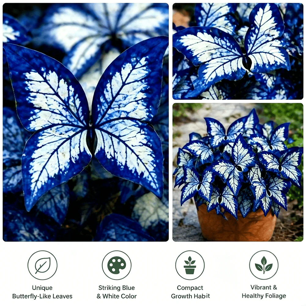 Moonlight Butterfly Flower Seeds – 3000+ Heirloom, 3‑Month Bloom 🦋🌼