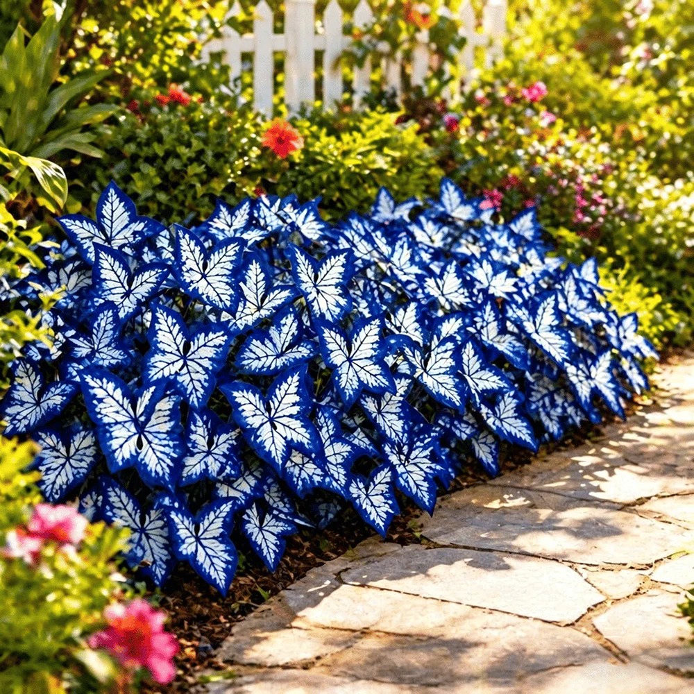 Moonlight Butterfly Flower Seeds – 3000+ Heirloom, 3‑Month Bloom 🦋🌼