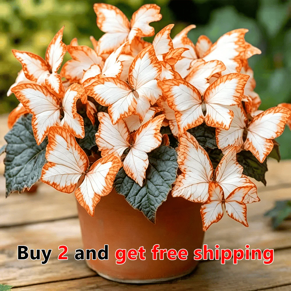 Moonlight Butterfly Flower Seeds – 3000+ Heirloom, 3‑Month Bloom 🦋🌼
