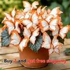 Moonlight Butterfly Flower Seeds – 3000+ Heirloom, 3‑Month Bloom 🦋🌼