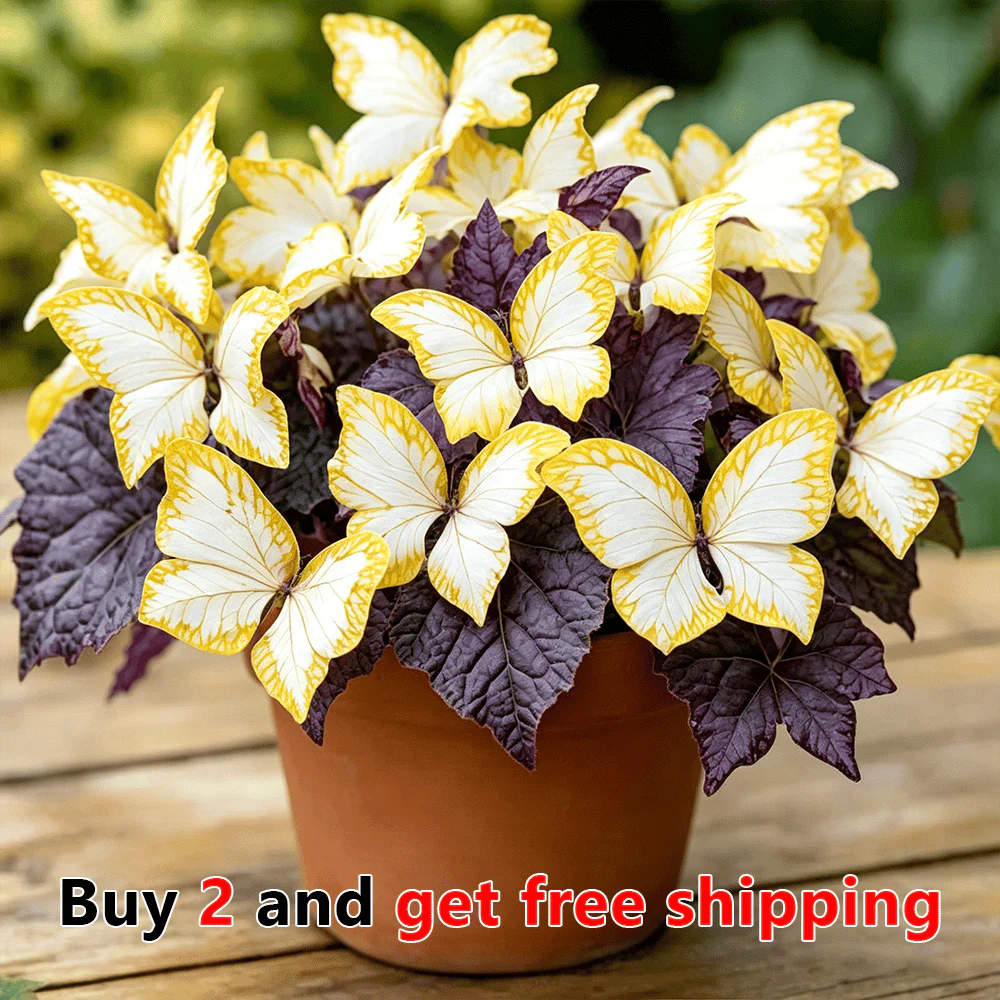 Moonlight Butterfly Flower Seeds – 3000+ Heirloom, 3‑Month Bloom 🦋🌼