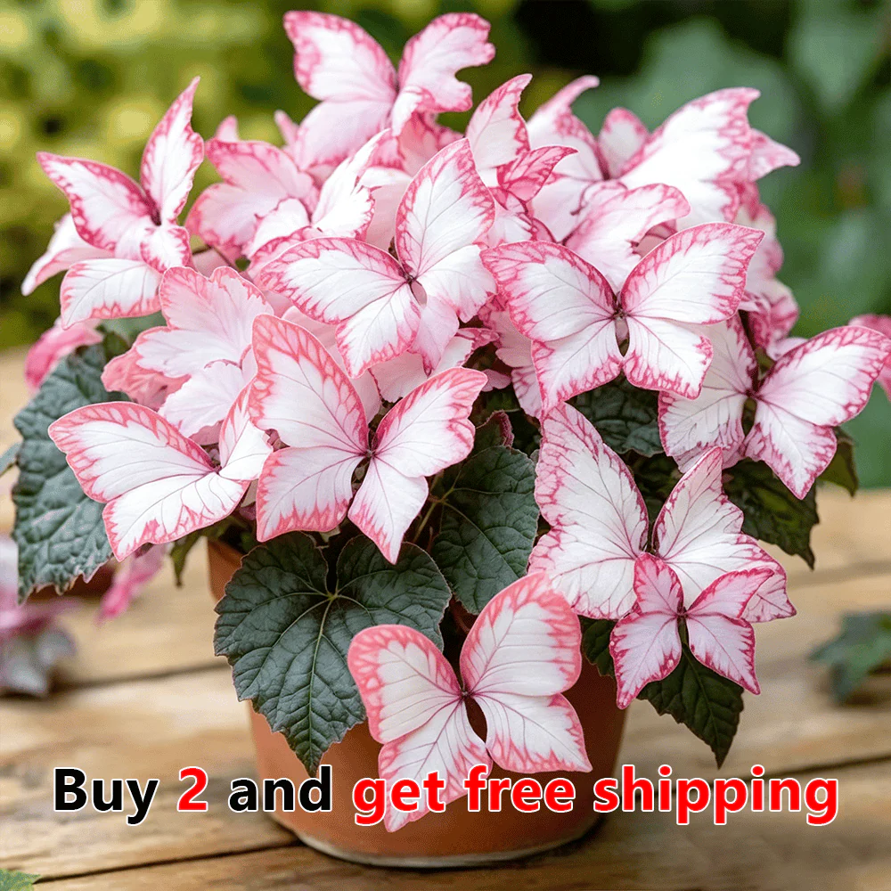 Moonlight Butterfly Flower Seeds – 3000+ Heirloom, 3‑Month Bloom 🦋🌼
