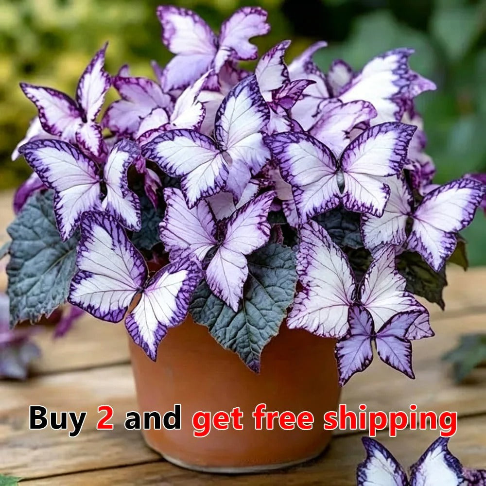 Moonlight Butterfly Flower Seeds – 3000+ Heirloom, 3‑Month Bloom 🦋🌼